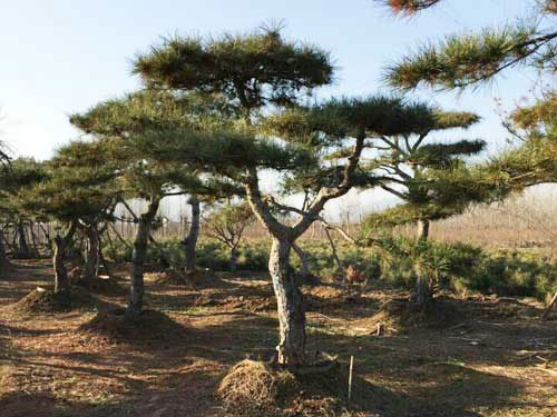 泰山造型松