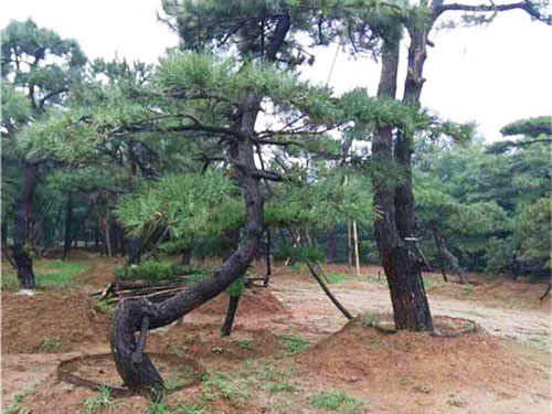 为什么选择泰山松作为绿化品种？