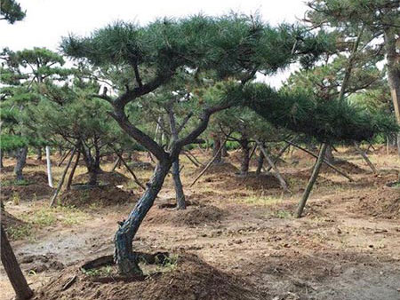 那些影响造型黑松生长的病害