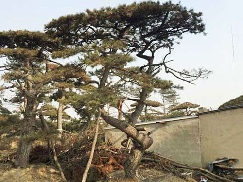 造型松受伤后是怎样恢复的