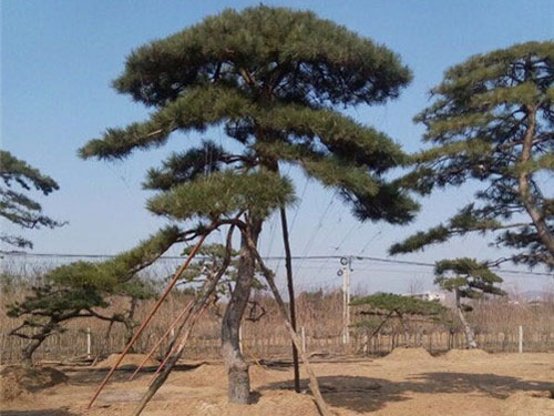 油松苗移栽后应怎样进行施肥管理