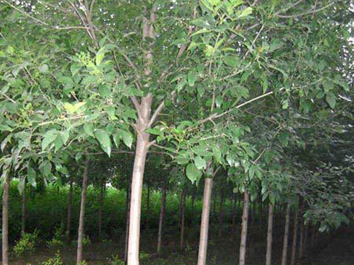 白蜡小苗育成大苗木需谨慎