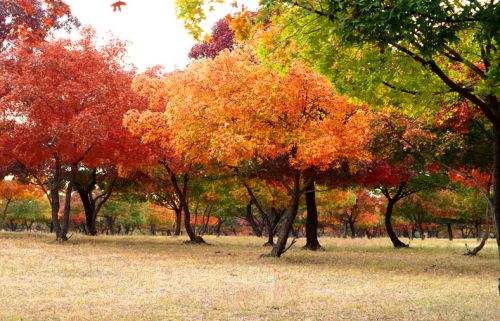 五角枫在园林景观中的应用
