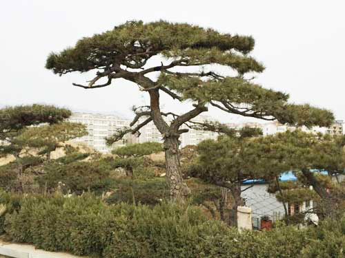 泰山景观松在移栽时需要注意哪些