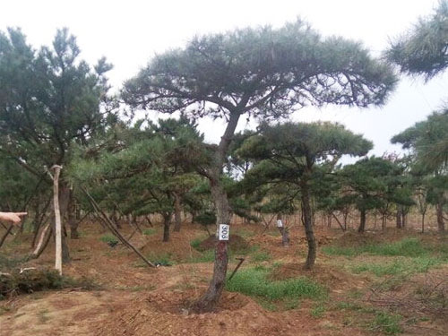 泰山景松培育注意事项