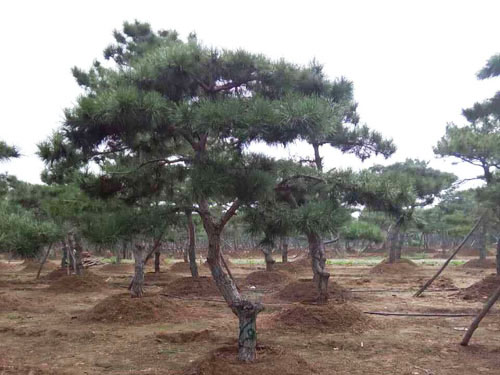 泰山景松的养护与管理技术