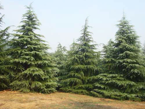 雪松移植需要注意哪些事项