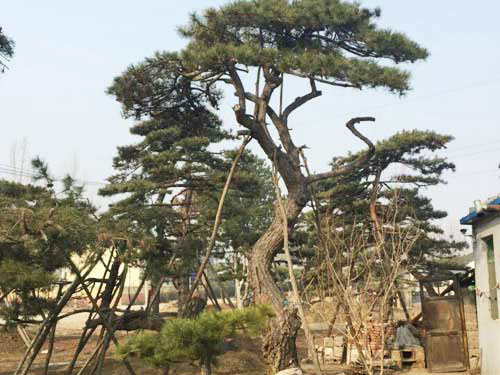 正确移栽造型景松的方法很重要