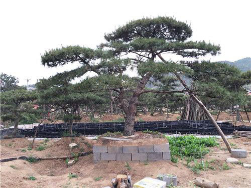 防止造型松小苗徒长有妙招！