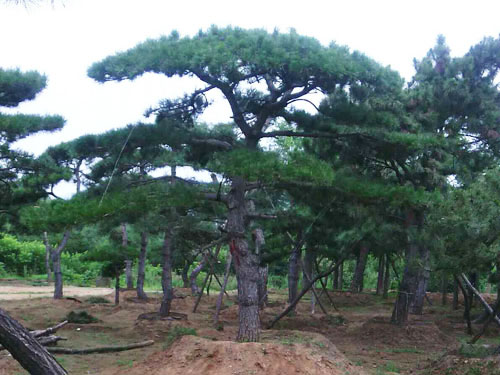 泰山景松在移栽时需要注意哪些