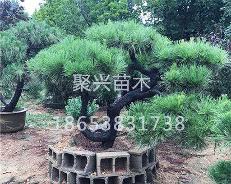 山东造型黑松批发基地