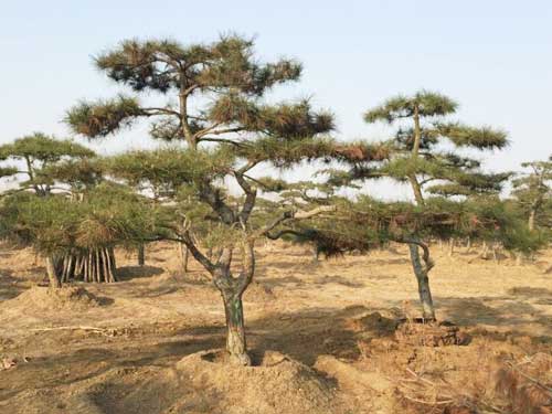 迎客松种植基地