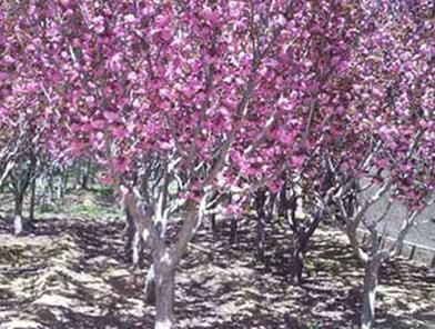  樱花树怎么种植？