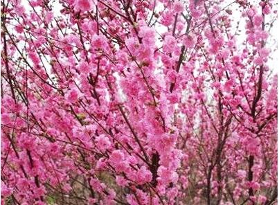 造型松种植基地