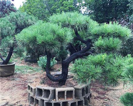 造型松种植