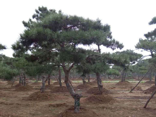 泰山景松种植批