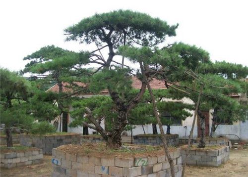 造型松种植基地