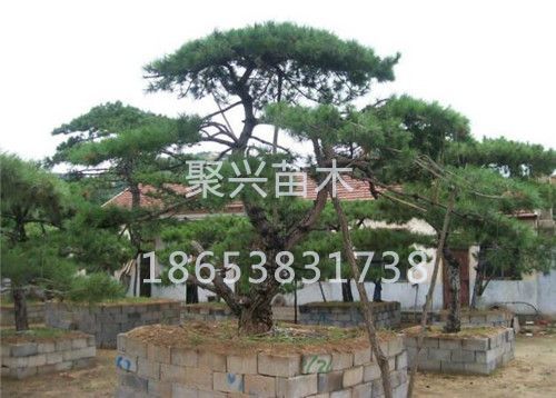 泰山景松种植批发