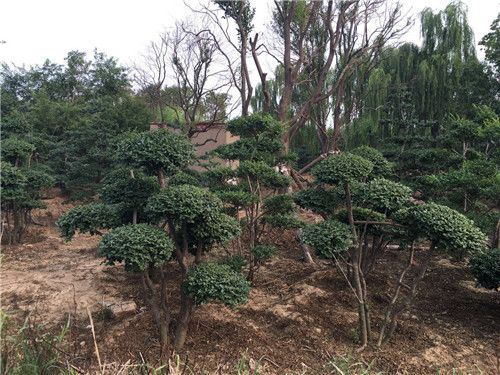 造型松种植基地