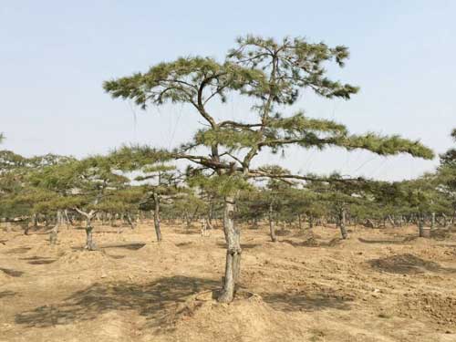 迎客松种植基地