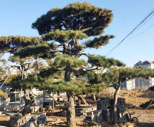 迎客松种植基地