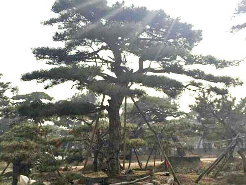 造型油松种植基