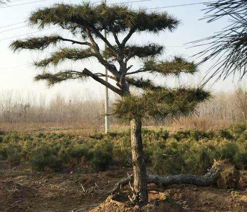 泰山景松种植批发