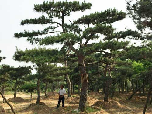 迎客松种植基地