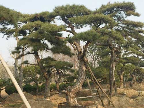 造型油松种植基地