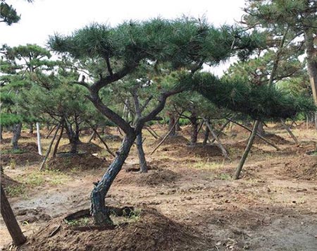 造型松种植基地