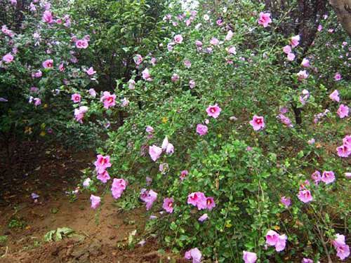 山东造型黑松批发基地