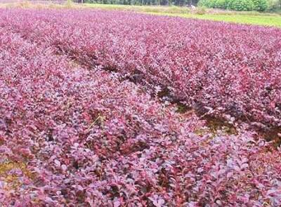 迎客松种植基地