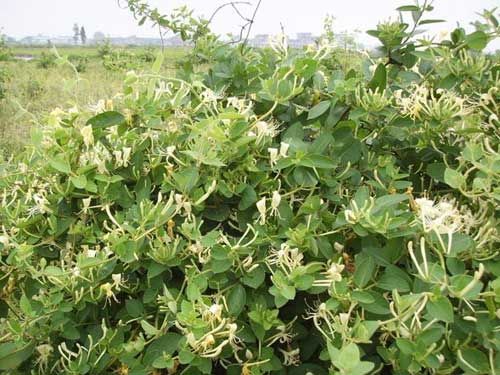 迎客松种植基地