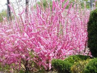 迎客松种植基地
