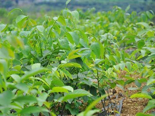 核桃苗什么时候种植好？