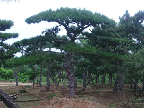 泰山景松种植批发