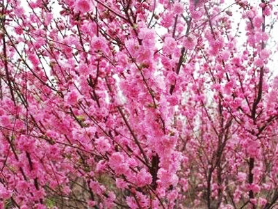 造型松种植基地