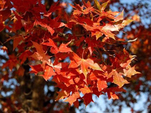 迎客松种植基地