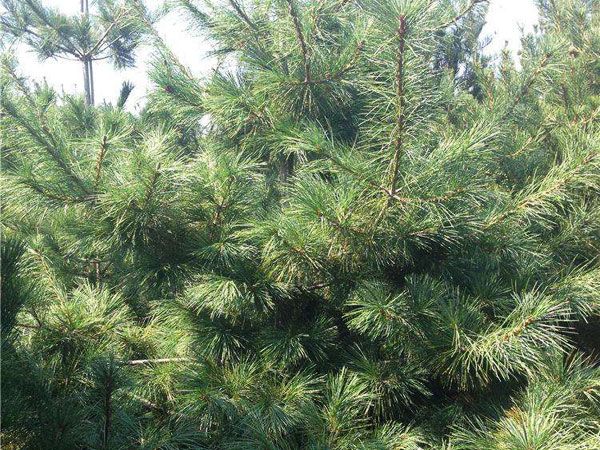 泰山景松种植批发