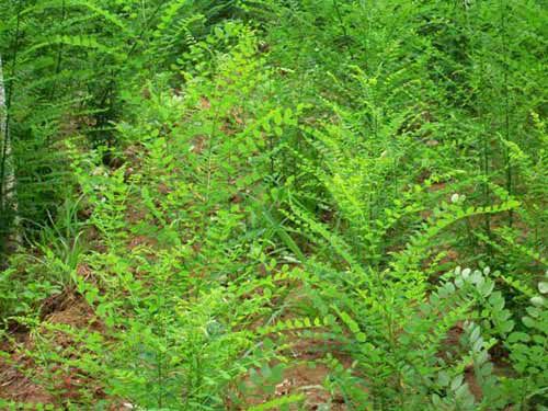 造型松种植基地