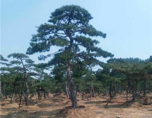 山东造型黑松批发基地