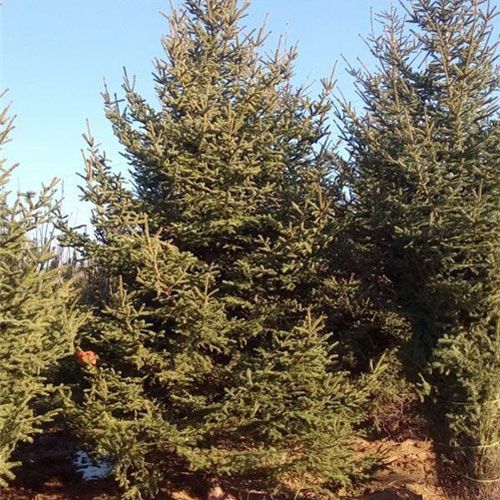 山东造型黑松批发基地