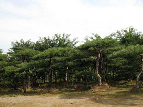 泰山景松种植批发