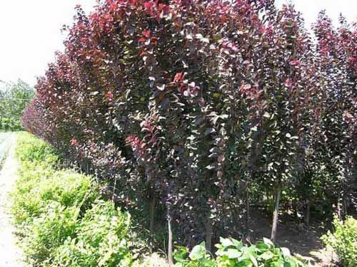 迎客松种植基地