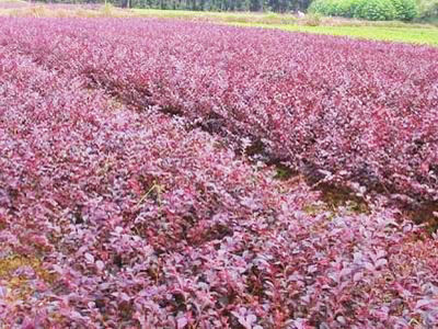 山东造型黑松批发基地