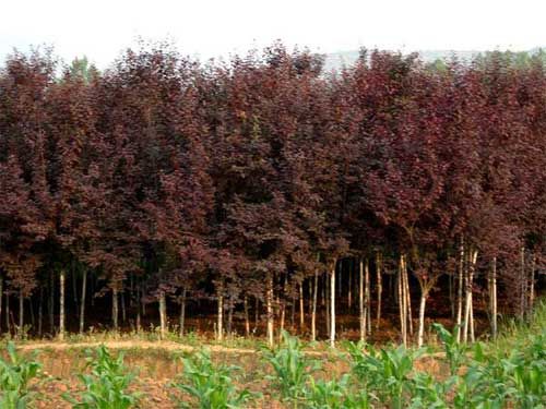 山东造型黑松批发基地