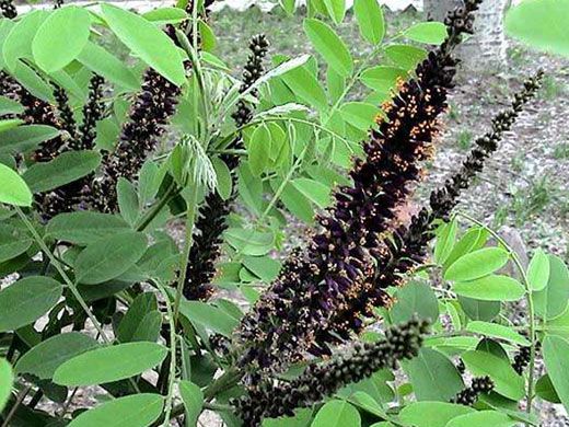 造型松种植基地