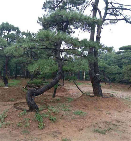 泰山景松种植批发