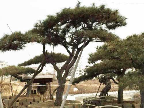 迎客松种植基地