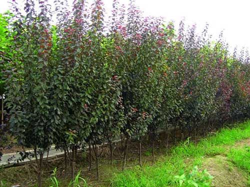 造型油松种植基地